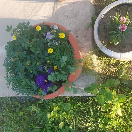 Guest house La Olteanu