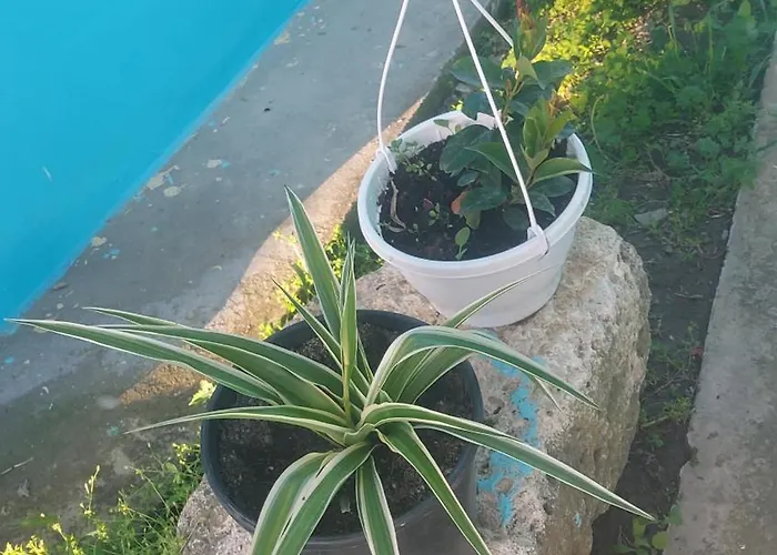 La Olteanu Konukevi 3*