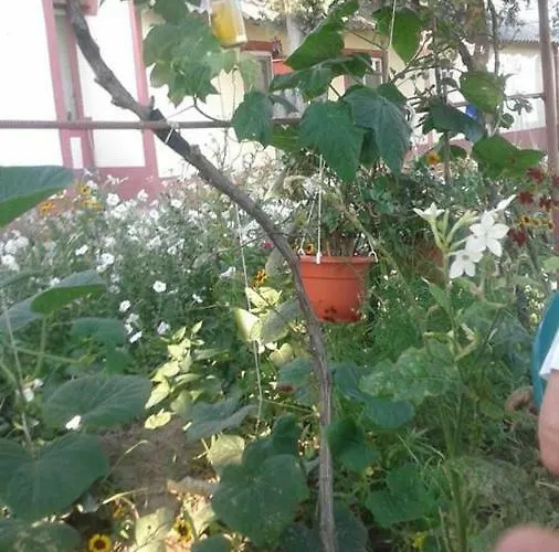 Konukevi La Olteanu Vadu