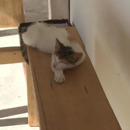 ゲストハウス La Olteanu 3*