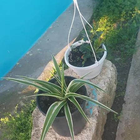 La Olteanu ゲストハウス 3*