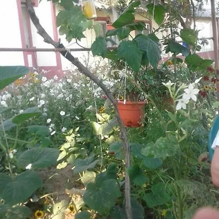 Gasthof La Olteanu Vadu